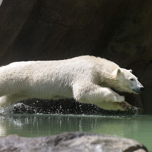 Purchase online tickets to observe a polar bear frolicking in the Vienna Zoo's aquatic habitat.