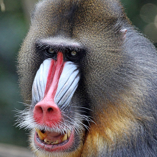 a close up of a mandrill at Barcelona Zoo in online tickets.