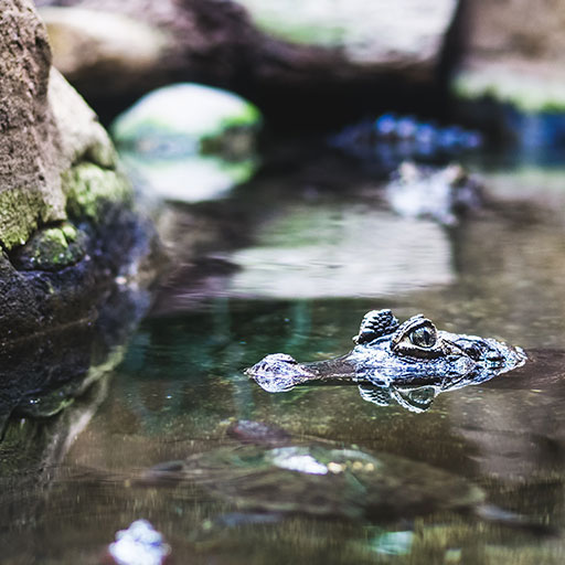 Keywords: crocodile, swimming, water, rocksDescription (modified): A crocodile gracefully swims in the water surrounding rocky terrain.