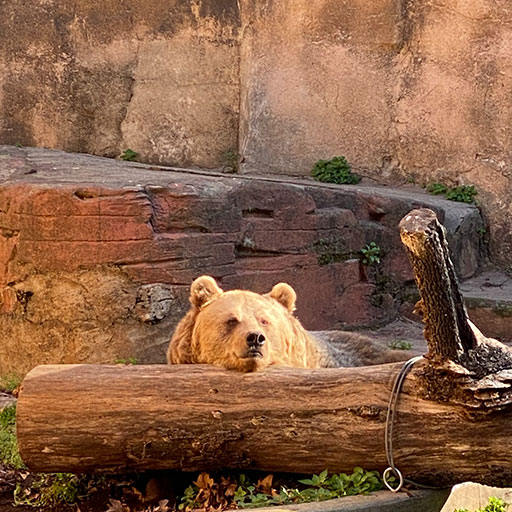 A brown bear resting on a log at the Barcelona Zoo.