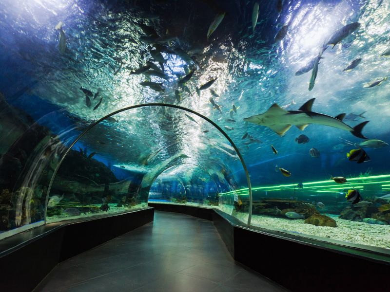 aquarium tunnel in europe aquariums An overview of an aquarium tunnel surrounded by fishes