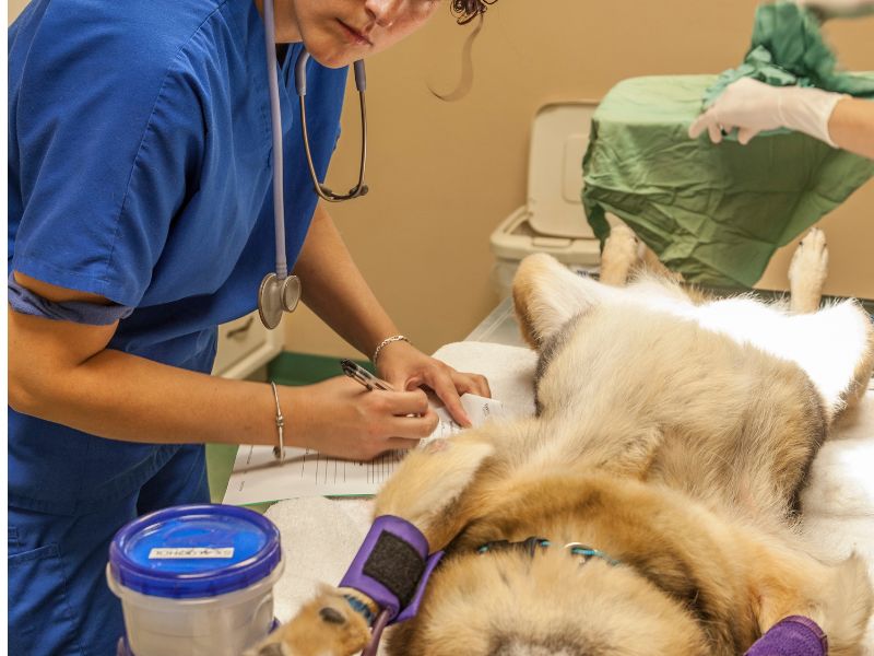 zoo and technology an vet doctor making a procedure to a wild animal