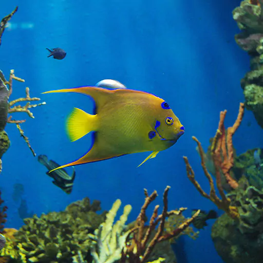 Buy online tickets for the Barcelona aquarium featuring a vibrant blue and yellow fish swimming.