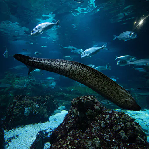 An online ticket lets you explore Barcelona Aquarium and observe a large eel swimming among other fish.