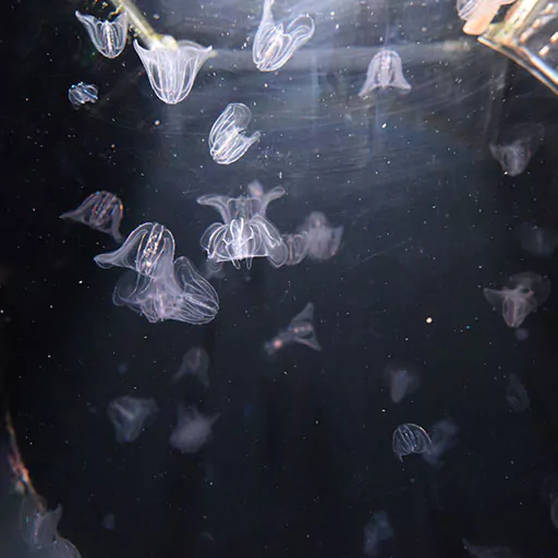 Purchase Barcelona aquarium online tickets to witness a captivating group of floating jellyfish in the water.