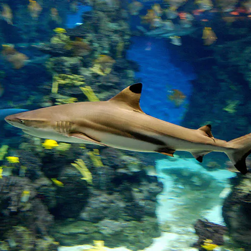Barcelona aquarium online tickets for observing a shark swimming.