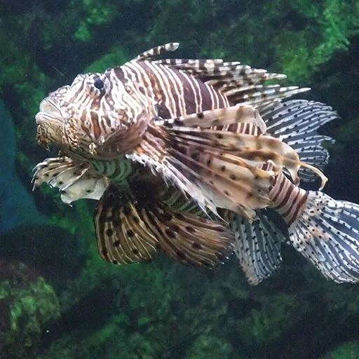 A lion fish swimming in Lisbon Aquarium.