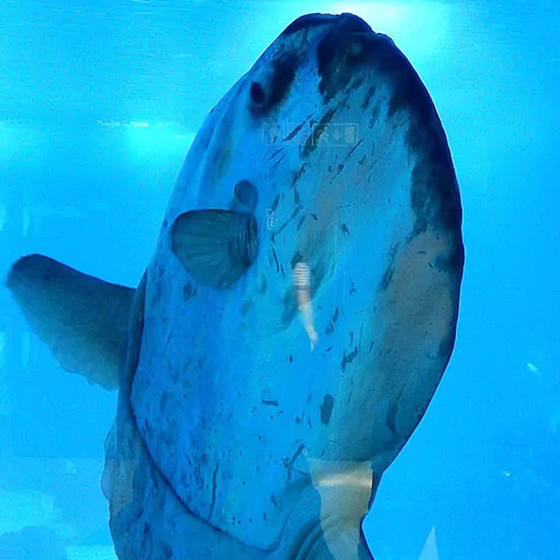 Online tickets for Lisbon Aquarium featuring a large swimming fish.