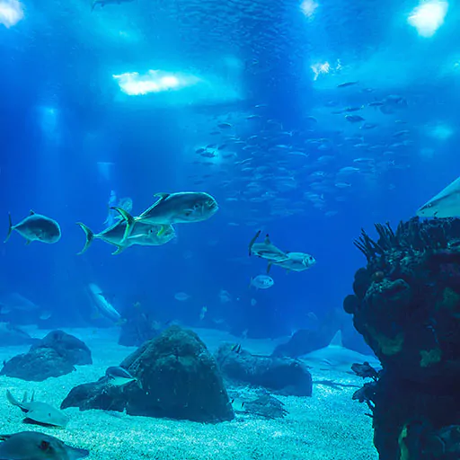 lisbon aquarium photo
