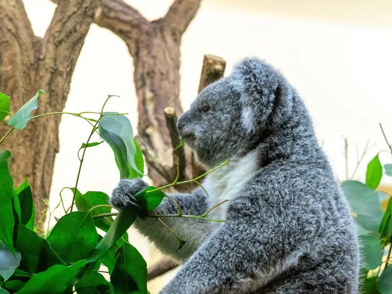 Vienna Zoo Schönbrunn Zoo Tiergarten Schönbrunn
