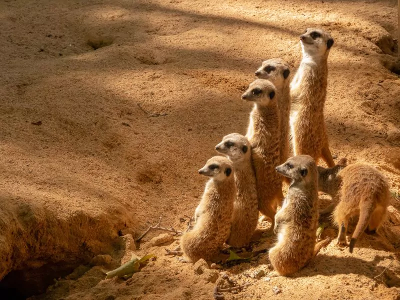 Parque Zoológico de Barcelona barcelona zoo online tickets things to do