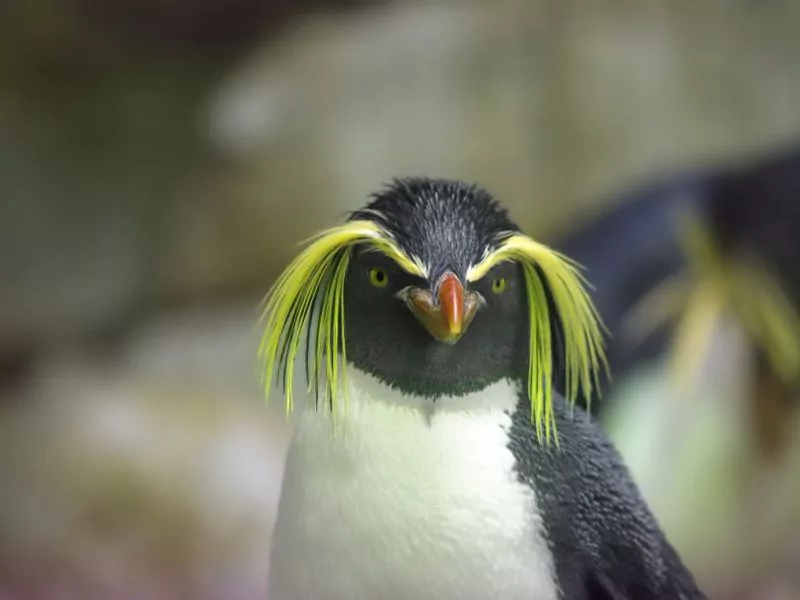a penguin with yellow and green feathers on its head.