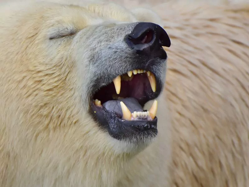 Vienna Zoo Schönbrunn Zoo Tiergarten Schönbrunn Online Tickets