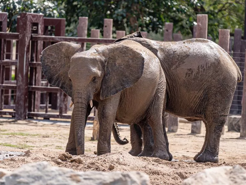 Vienna Zoo Schönbrunn Zoo Tiergarten Schönbrunn Online Tickets