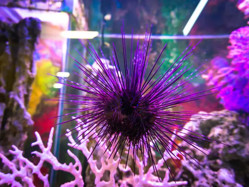 a purple sea urchin in an aquarium. Lisbon Oceanarium