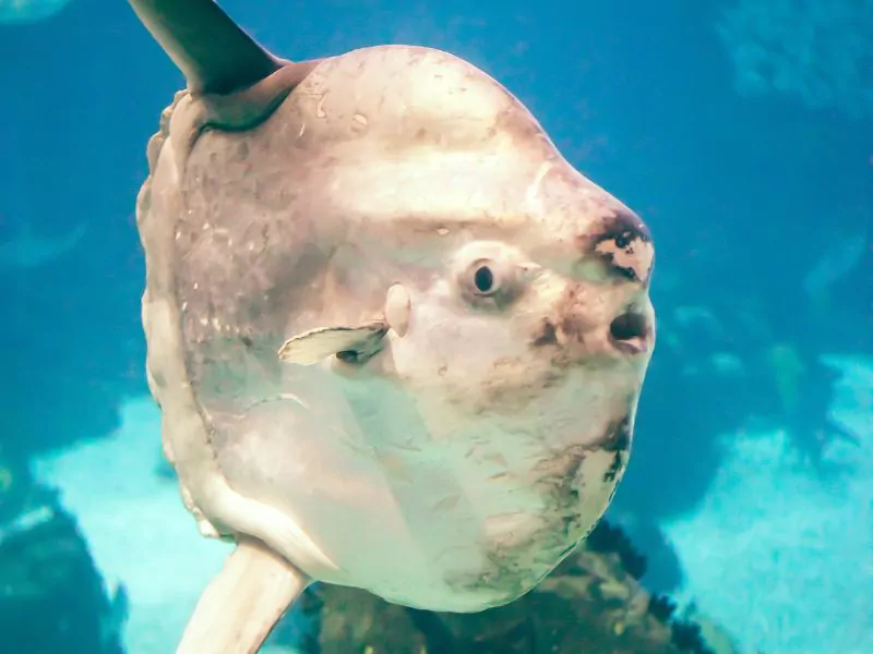 a puffer fish swimming in Lisbon Oceanarium