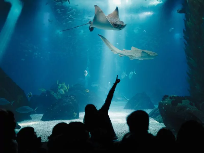 a group of people watching sharks in an aquarium.