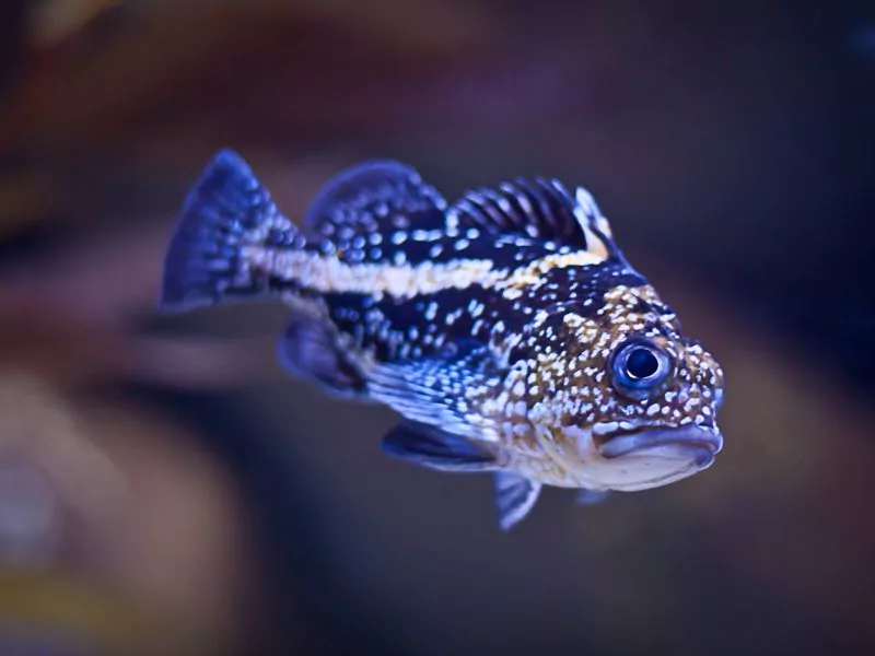 a black and white fish swimming in an aquarium. Lisbon Oceanarium
