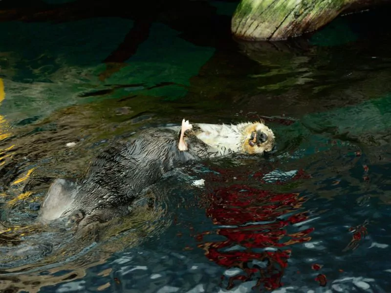 an otter swimming in the water Lisbon Oceanarium