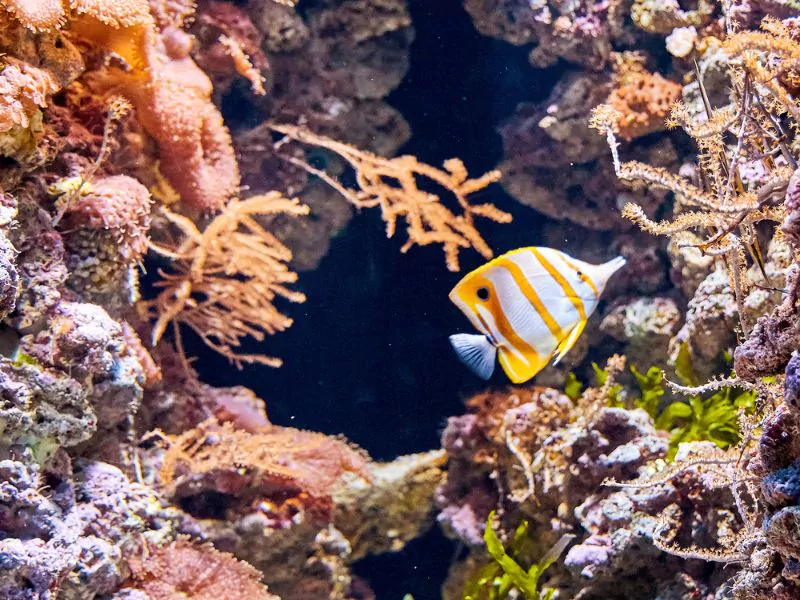 a yellow and white fish swims through a coral reef.