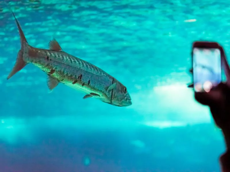 a person is taking a picture of a fish Lisbon Oceanarium