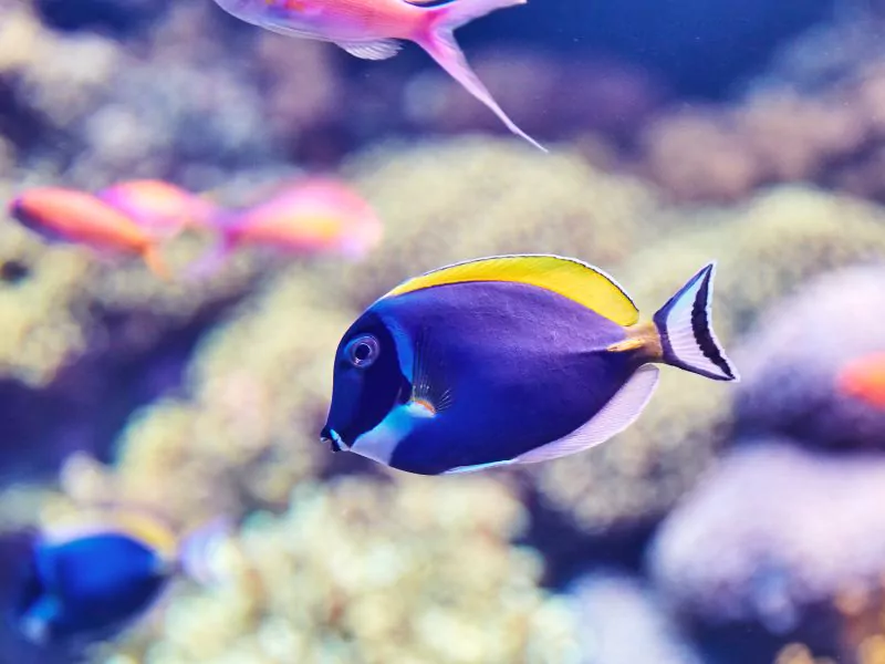 a group of colorful fish swimming Lisbon Oceanarium
