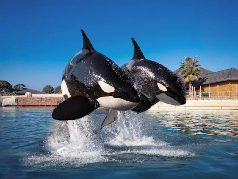 Marineland Côte d'Azur Online Tickets