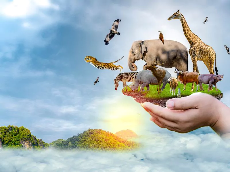 animal conservation a hand holding all the animals protecting them