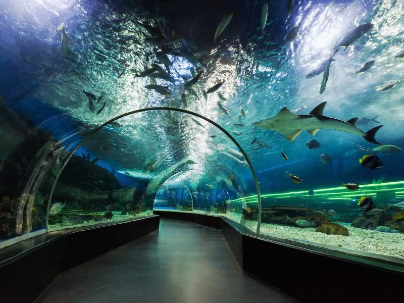 aquarium tunnel in europe aquariums An overview of an aquarium tunnel surrounded by fishes