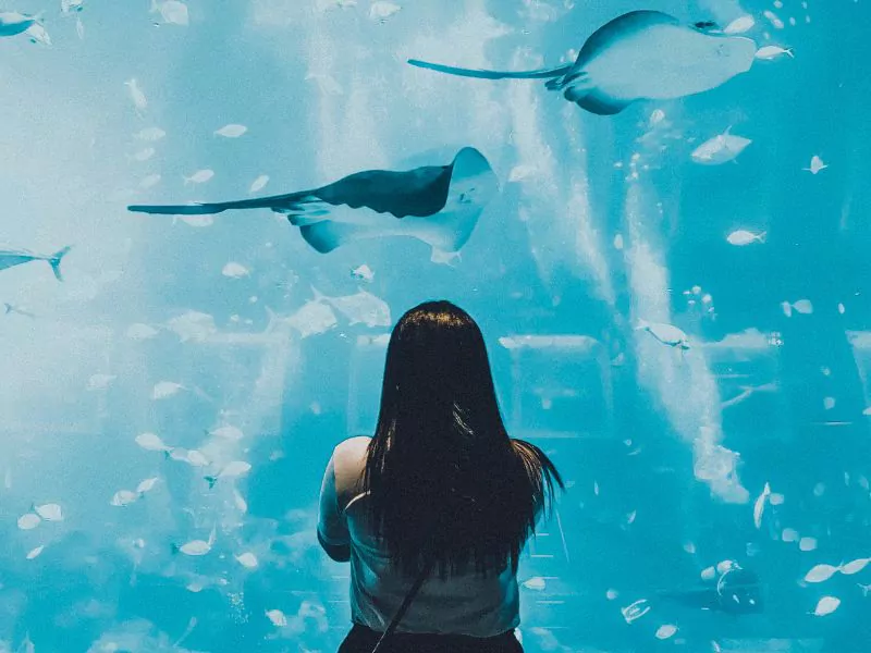 a woman looking at stingrays in barcelona aquarium