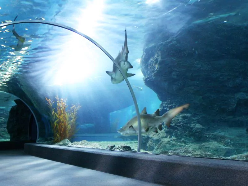 barcelona aquarium with sharks swimming in it.