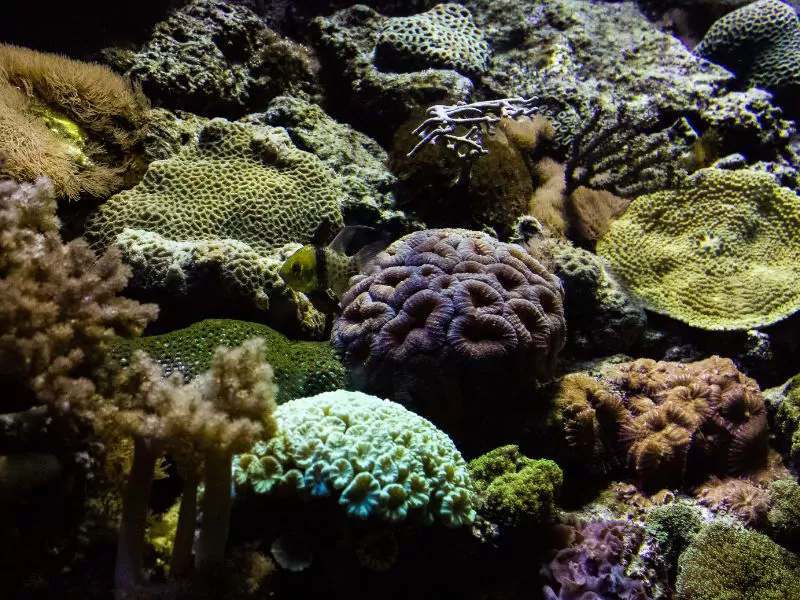 barcelona aquarium with many different types of corals.