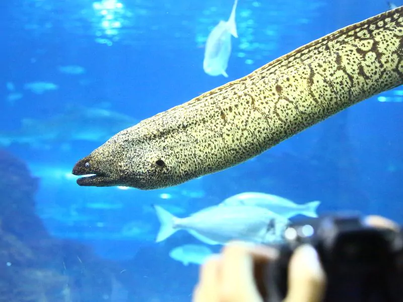 a person is taking a picture of an eel in barcelona aquarium