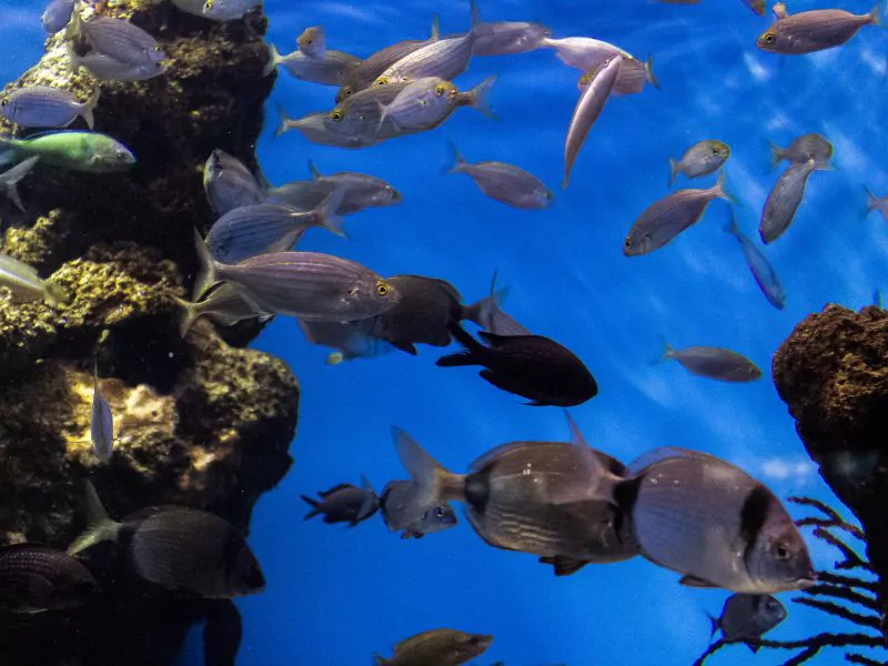 a group of fish swimming in barcelona aquarium