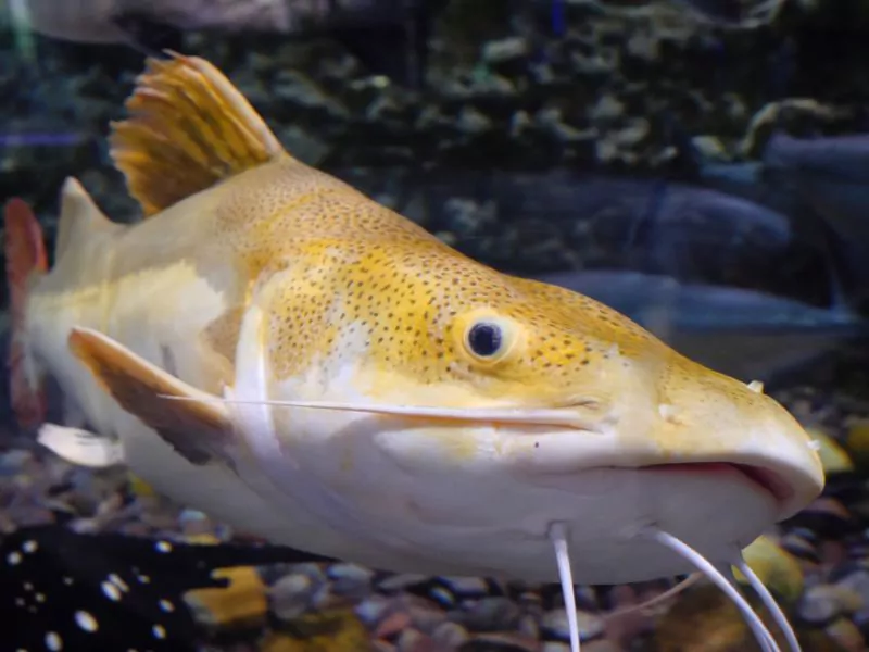 a catfish in barcelona aquarium with other fish.