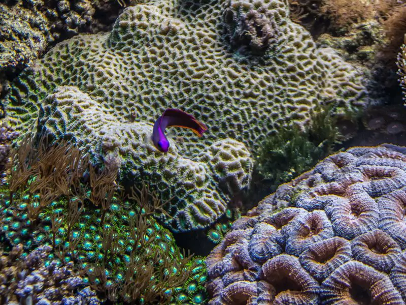 a group of colorful corals and fish in barcelona aquarium