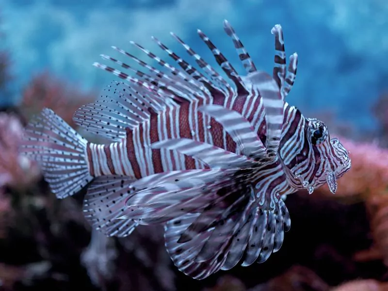 a lion fish swimming in barcelona aquarium