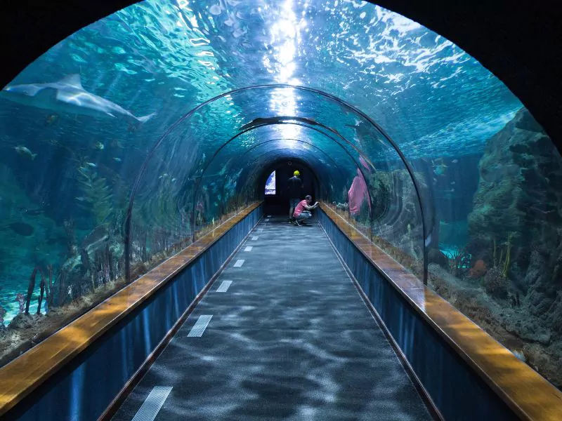 a tunnel of barcelona aquarium in the middle of it.