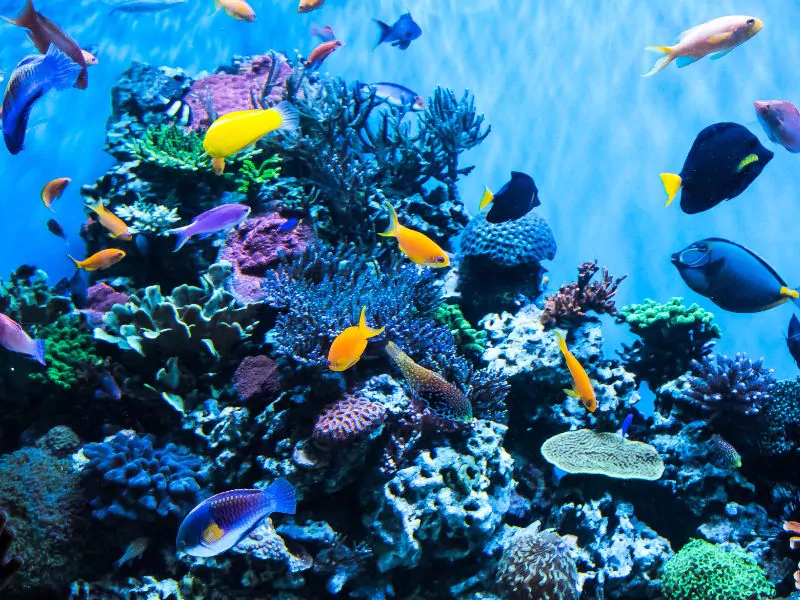 a colorful coral reef with many different fishes in barcelona aquarium