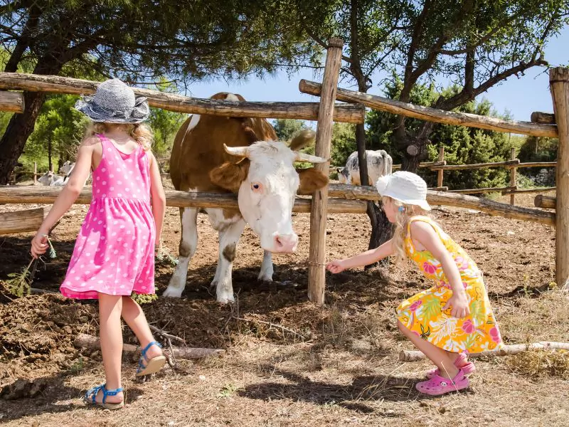 children's farm two girls feeding and petting a cow in front of a wooden fence.