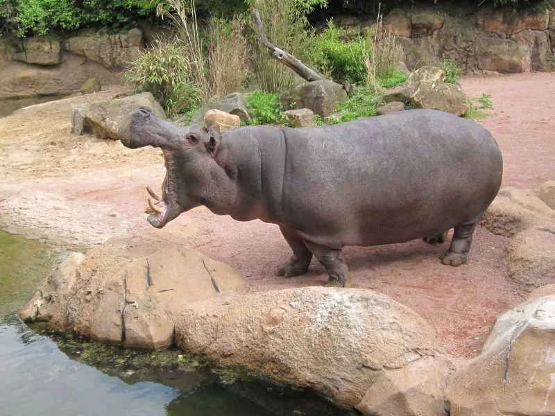 hippopotamus pool zoos (1)