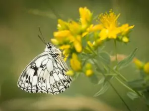 lepidopterarium butterfly on a flower