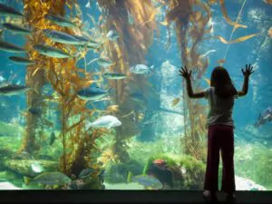 main tank aquarium. A woman staring at an aquarium main tank with fishes.