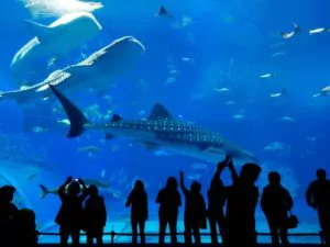 a shark swimming in a shark tank while people watchning