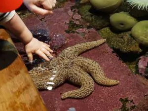 touch pool touch tank aquarium (baby touching a starfish in a touch pool