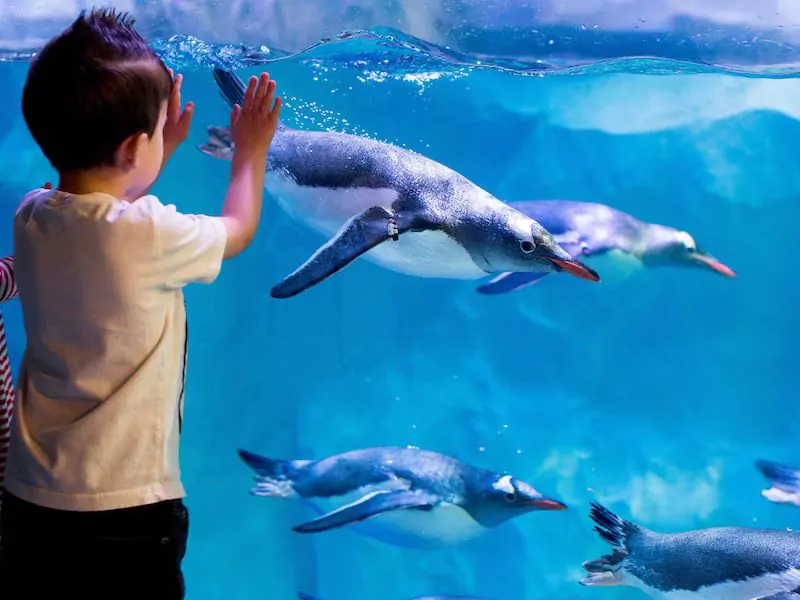 Kid watching the penguins swimming in Sea Life London Aquarium