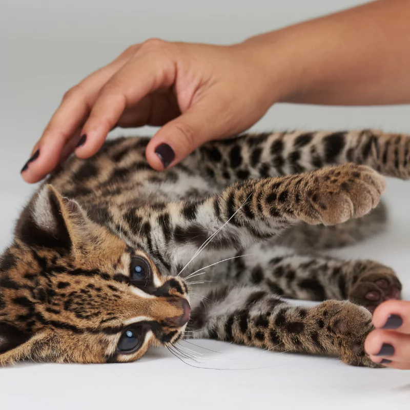 animal care in a zoo - little tiger