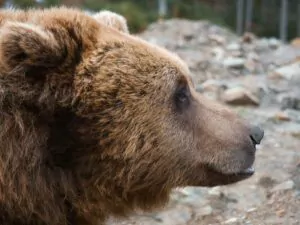 European Brown Bears at Zoos